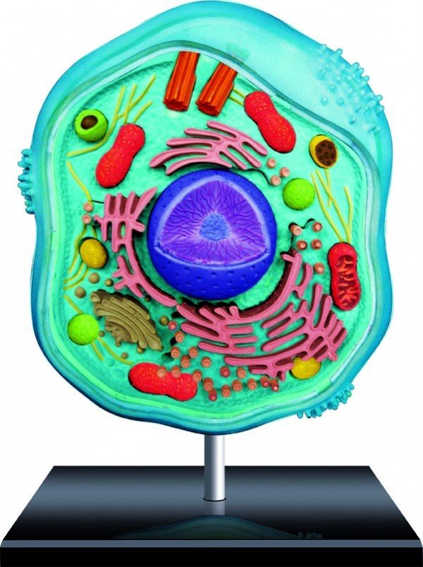 4D Master DIY Animal Cell Anatomy Model Perspective Science Toy Education Toy