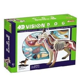 4D Master Teaching Model Series - 4D Dog Model